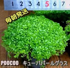 【毎朝発送】キューバパールグラス(無農薬、スネール無し)
