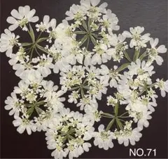 ネコポス発送＾＾押し花素材☆花材