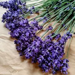 【摘みたて❗】イングリッシュラベンダー 生花 切花 25本 完全無農薬❗