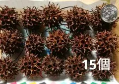 フウの実15個 №307 木の実 素材
