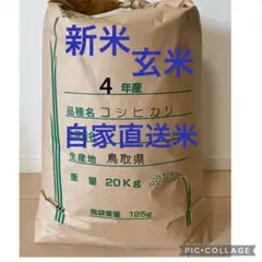 新米 お米20kg 令和4年 鳥取県産 コシヒカリ《玄米》