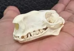 高品質！珍獣 ウマヅラコウモリ ♂ の頭骨