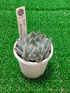 おらいさん苗　ザラゴーサSPノバ　希少 ザラゴーサspノバ おらいさん エケベリア 多肉植物 最終値下げ