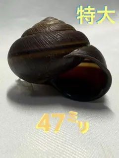 貝殻標本　ヤンバルマイマイ
