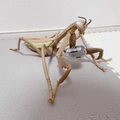 リアルビッグサイズフィギュア カマキリ2