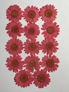 押し花素材パック　ノースポール（薄ピンク）14個入 No1037