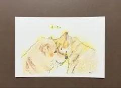 原画　色鉛筆画　すーき。　犬　猫　ポストカード