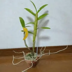 デンドロビウム 苗 D