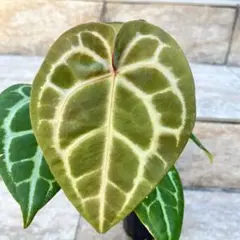 9 アンスリウム　ザラ×ミシェル　レッドクリスタル　大株　ダーク系　色濃い目 Anthurium zara x anthurium michelle - Etsy 日本