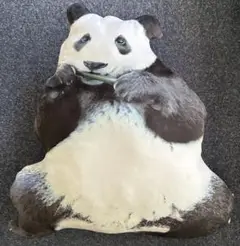 リアルバンダクッション　大熊　パンダ