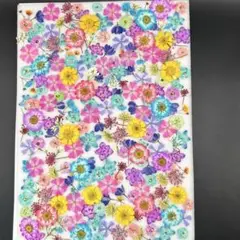 押し花素材　　3554 染め花入りお楽しみミックス