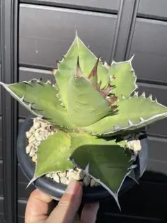 アガベ チタノタ 黒連棘 黒排棘 agave titaonota