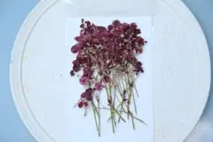 押し花　カラフルかすみ草20本