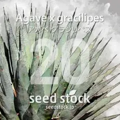 アガベの種 Agave x gracilipes 20粒