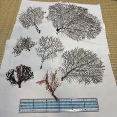 深海植物9-1