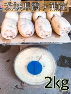 【2022新ばす】2kg れんこん 茨城県産 蓮根 堀り取り当日発送 ④