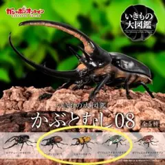 いきもの大図鑑かぶとむし08 オンライン版 未開封3種類