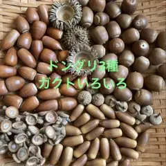 どんぐり3種90個＋ガクト