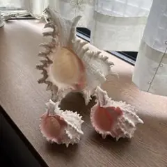 貝殻のインテリア装飾セット 大中小