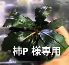 ブセファランドラsp. ブラックベンティ