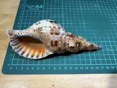 2025年最新】沖縄の法螺貝 ほら貝の人気アイテム - メルカリ