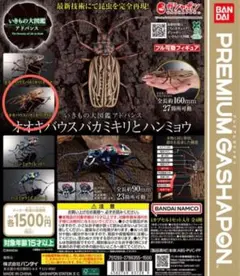 たまごやき　カストロオオキバウスバカミキリ　標本 オオキバウスバカミキリ