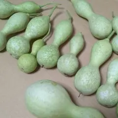 生ひょうたん/千成ひょうたん≪15個≫