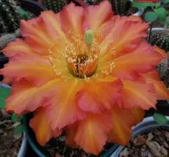 花サボテン交配 Ayln 2個セット 5cm
