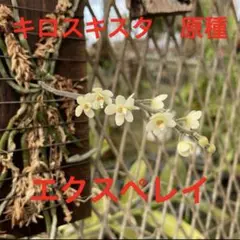 キロキスタ　（原種） 250714 4 キロキスタ （原種） 250714 4 - メルカリ