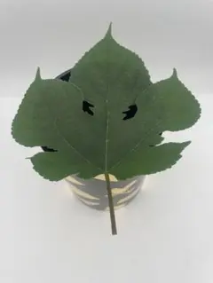 b100 葉蓋水指 木製 紙箱入 茶道具 稽古 古物 楽天市場】葉蓋水指の通販
