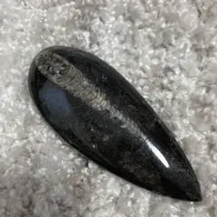 大型 化石 直角貝 28cm デスクのオブジェ 文鎮 大型 化石 直角貝 28cm デスクのオブジェ 文鎮 大型 化石 直角貝