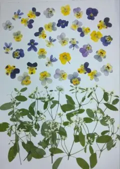 押し花　2種類セット　№146