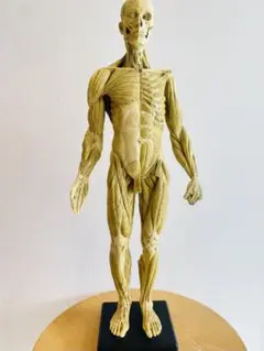 2025年最新】anatomy toolsの人気アイテム - メルカリ
