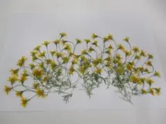 ダールベルグデイジーの押し花