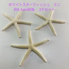 NO.66s ホワイトスターフィッシュ　ミニ　3ケセット