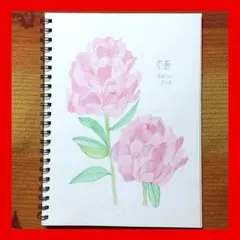 今年８８歳になるおばあちゃんの鉛筆画【芍薬⑤】イラスト絵画 色鉛筆画