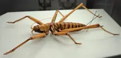 捕食性の直翅目、Saginae (Tettigoniidae)