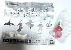 めじるしアクセサリー　アカクラゲ　海の雨に浮かぶ　ガチャ　未開封