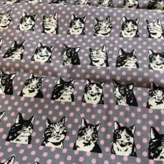 猫生地