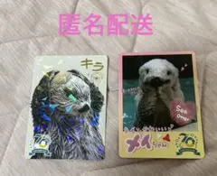 鳥羽水族館　70周年　コレクションカード　ラッコ　キラ　メイ