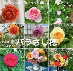 K*t様 サマーソング 新苗　ER　芽接ぎ苗　バラ　イングリッシュローズ K*t様 サマーソング 新苗 ER 芽接ぎ苗 バラ イングリッシュ