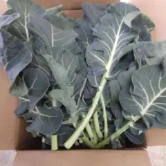 Item thumbnail for item deb37bf7-3563-407b-b2a1-f1795d428371