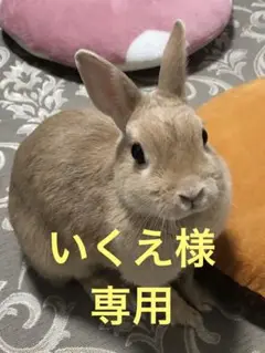 いくえ様 確認用