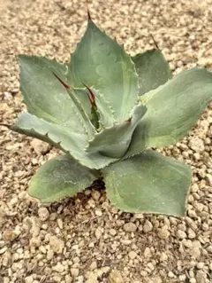 GREEN'men　アガベ　デザートデライト　パリー　ホーチエンシス Agave parryi Desert Delight | Desert Delight Century Plant