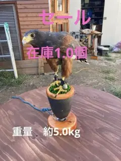 2025年最新】猛禽類パーチの人気アイテム - メルカリ