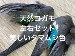 カモの剥製 2025年最新】剥製 鴨の人気アイテム - メルカリ