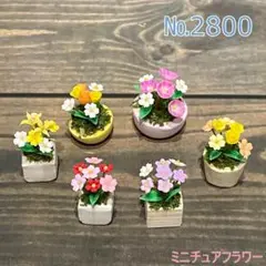 №2800　ミニチュアフラワー　寄せ植え6点セット