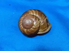 貝標本　チビクロイワマイマイ　濃茶