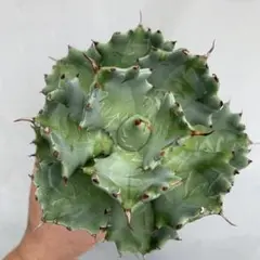 アガベ フューリベッキー 子株付き agave 鉢ごと