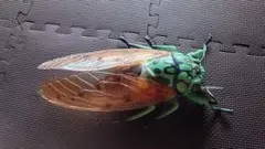 リアルビックサイズフィギュア　ミンミンゼミ